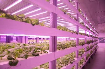 從太空餐桌到田間地頭 LED植物照明如何點亮現(xiàn)代農(nóng)業(yè)新未來
