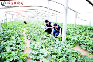 科技賦能，種植先行 以現(xiàn)代農(nóng)業(yè)技術開發(fā)助推鄉(xiāng)村振興