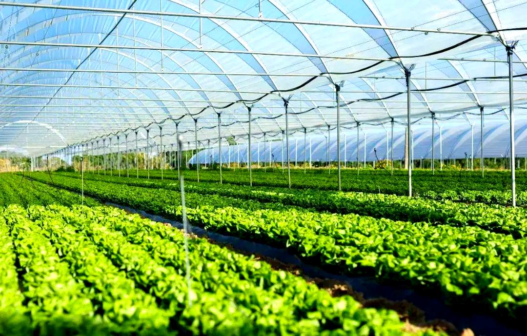 蔬菜集約化種植技術的演進與當代農(nóng)業(yè)開發(fā)的挑戰(zhàn)