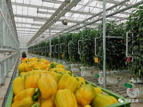 2020年第25周中農富通要聞 聚焦農業種植技術開發，引領智慧農業新篇章