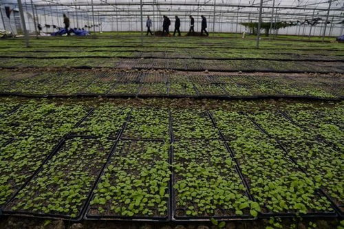 凱里秋冬種產業蓬勃發展，科技創新賦能農業種植技術開發